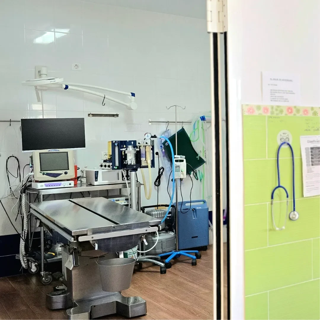 Estudio Create Agencia de Marketing Digital Portfolio Hospital Veterinario Maldonado (12)
