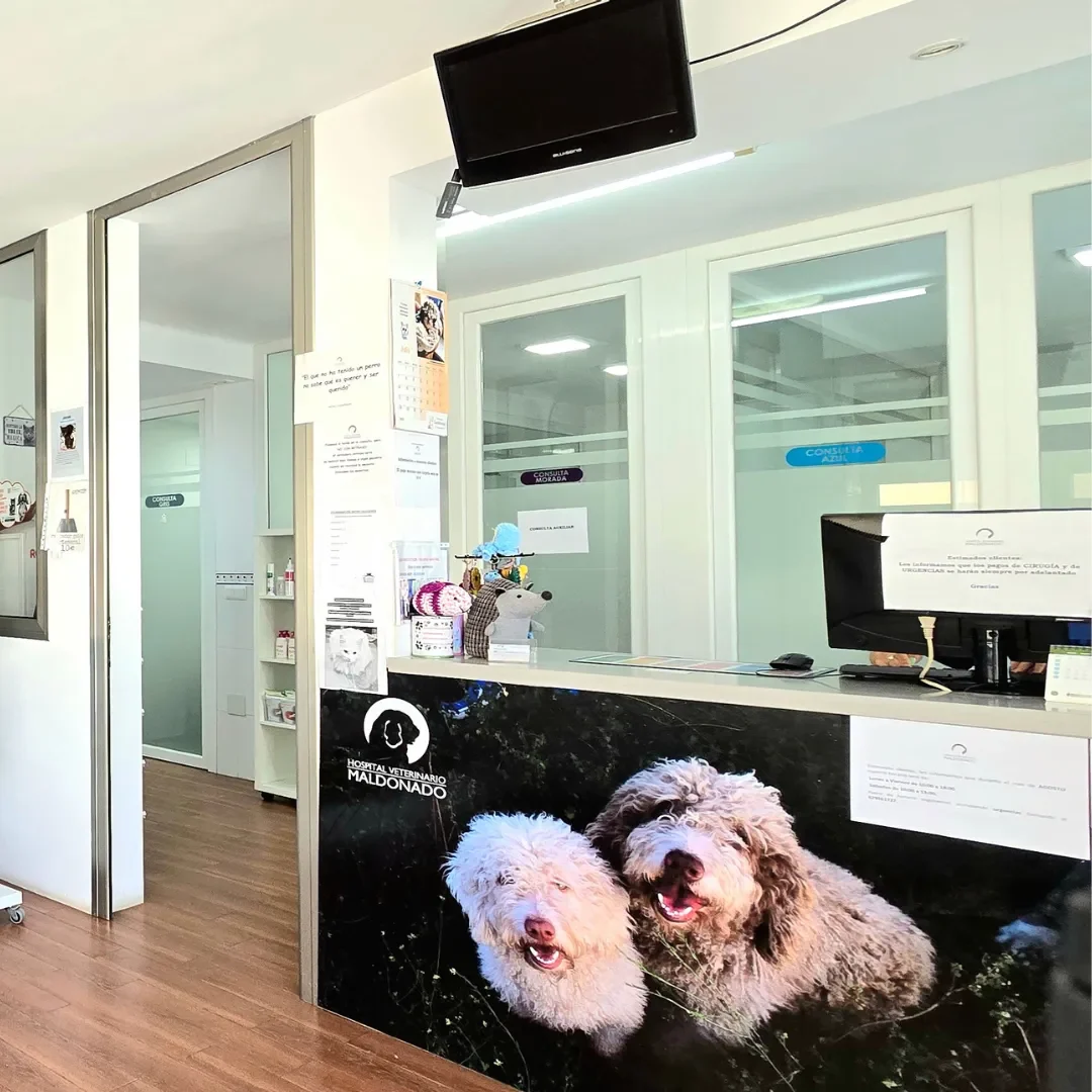 Estudio Create Agencia de Marketing Digital Portfolio Hospital Veterinario Maldonado (2)