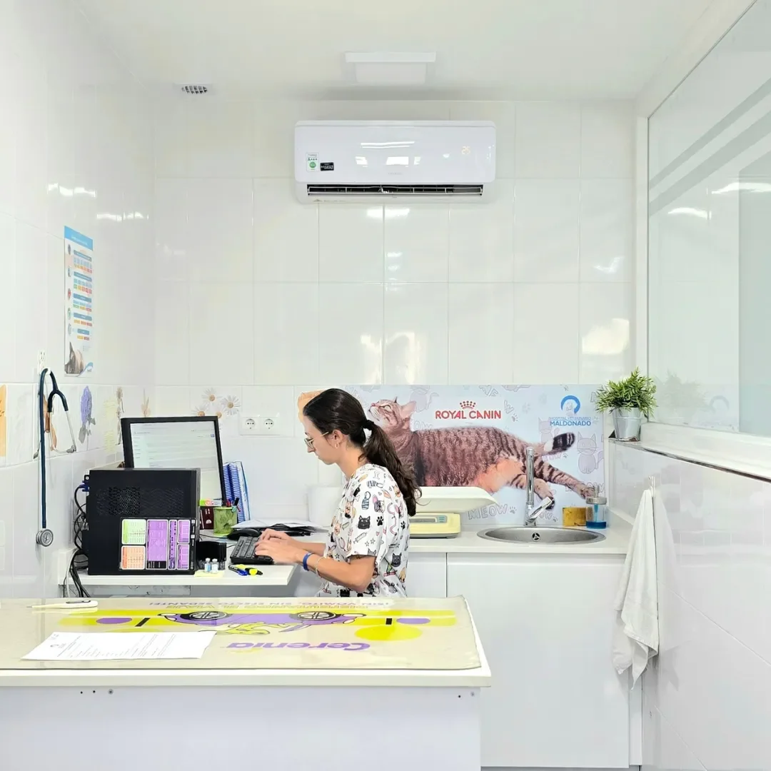 Estudio Create Agencia de Marketing Digital Portfolio Hospital Veterinario Maldonado (4)