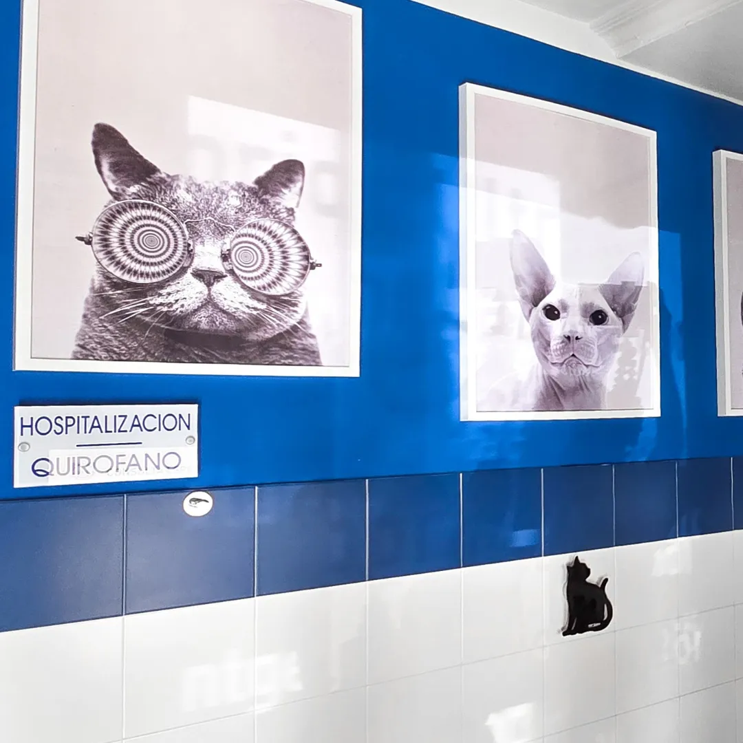 Estudio Create Agencia de Marketing Digital Portfolio Equus Can (18)